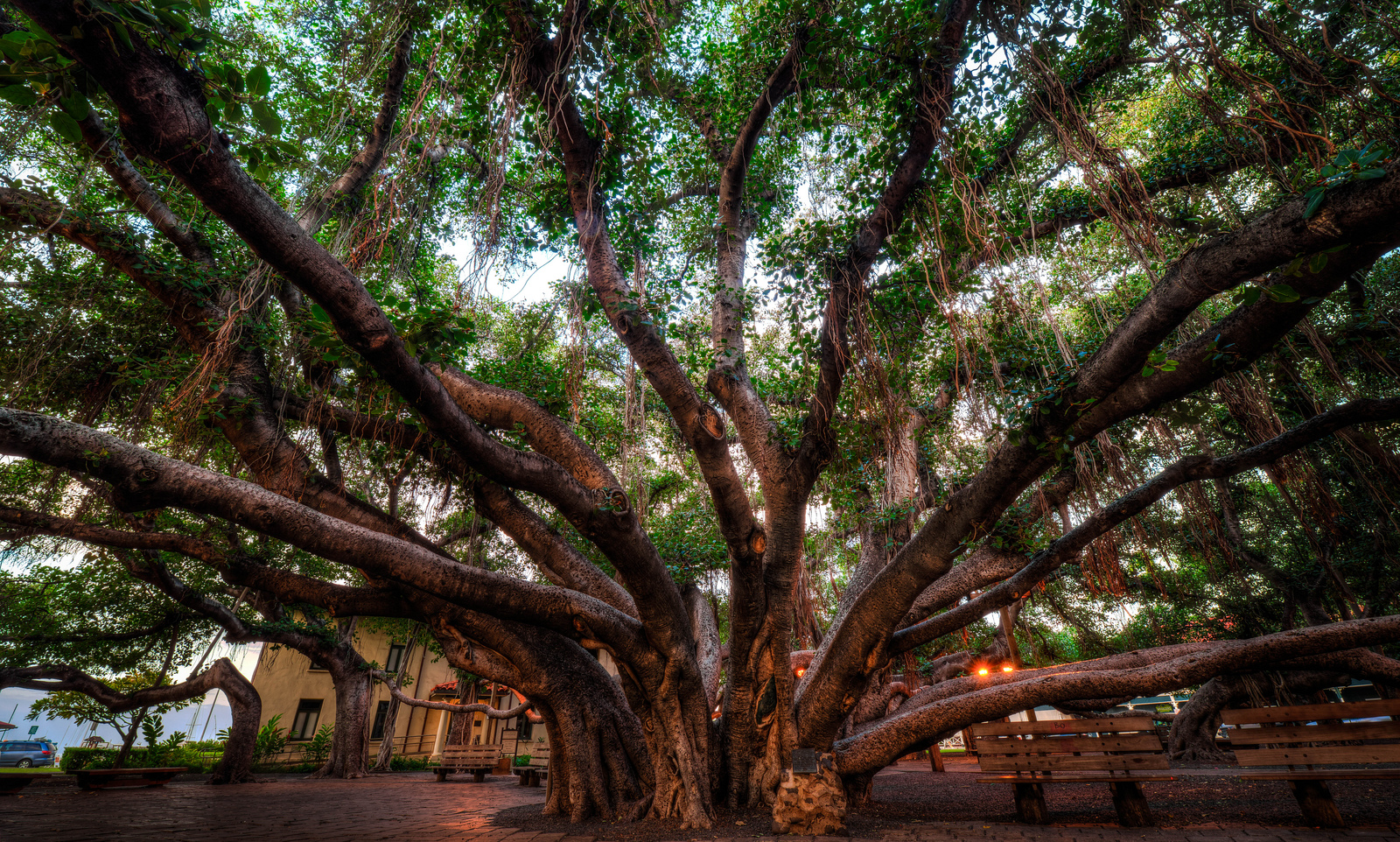 banyan-tree-lahaina-unusual-places