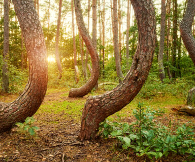Bent pine trees in Crooked Forest (Krzywy Las) at sunset, Poland.