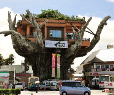 Naha's Treehouse Restaurant This restaurant is a landmark located on Highway 58 at the entrance to Onoyama Park. Over the years, it has changed names several times. In its present incarnation, its name is "gajumaru", the Okinawan word for the banyan tree. Very appropriate given its location atop a giant banyan.