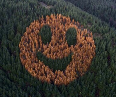 smiley face forest