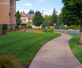 House frontyard and parking strip freshly mowed green grass lawn in North American suburban neighborhood