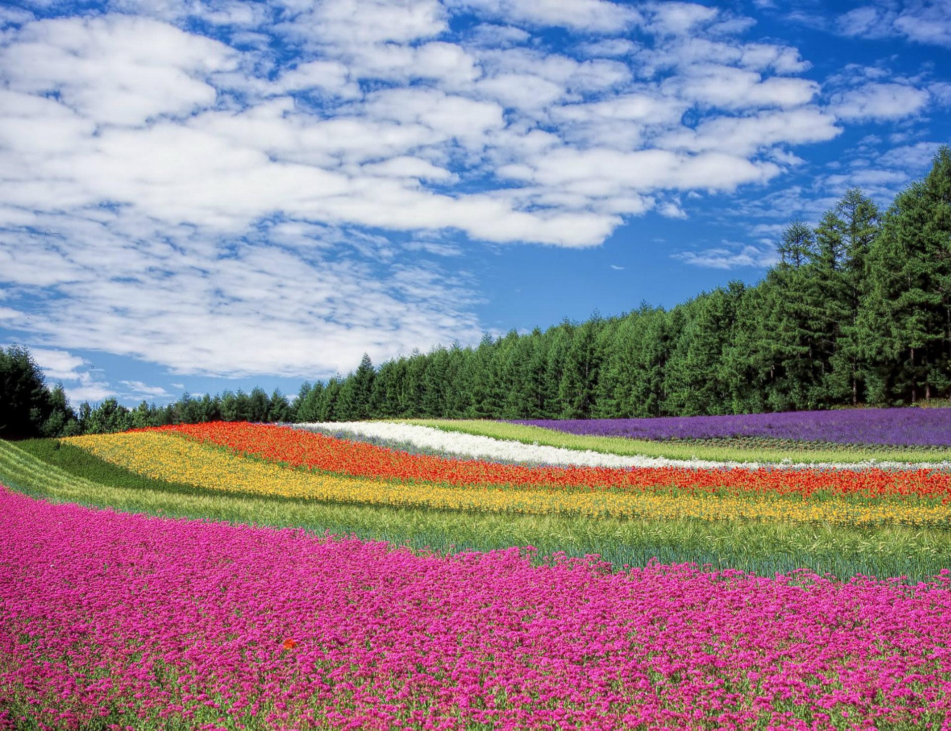 8 Instagram-Worthy Flower Fields You Must Visit - Livability