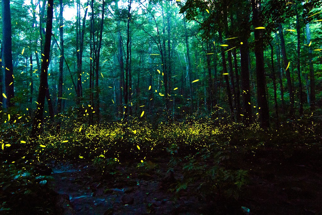 Synchronous Fireflies Tennessee's Mysterious and Magical Light Show