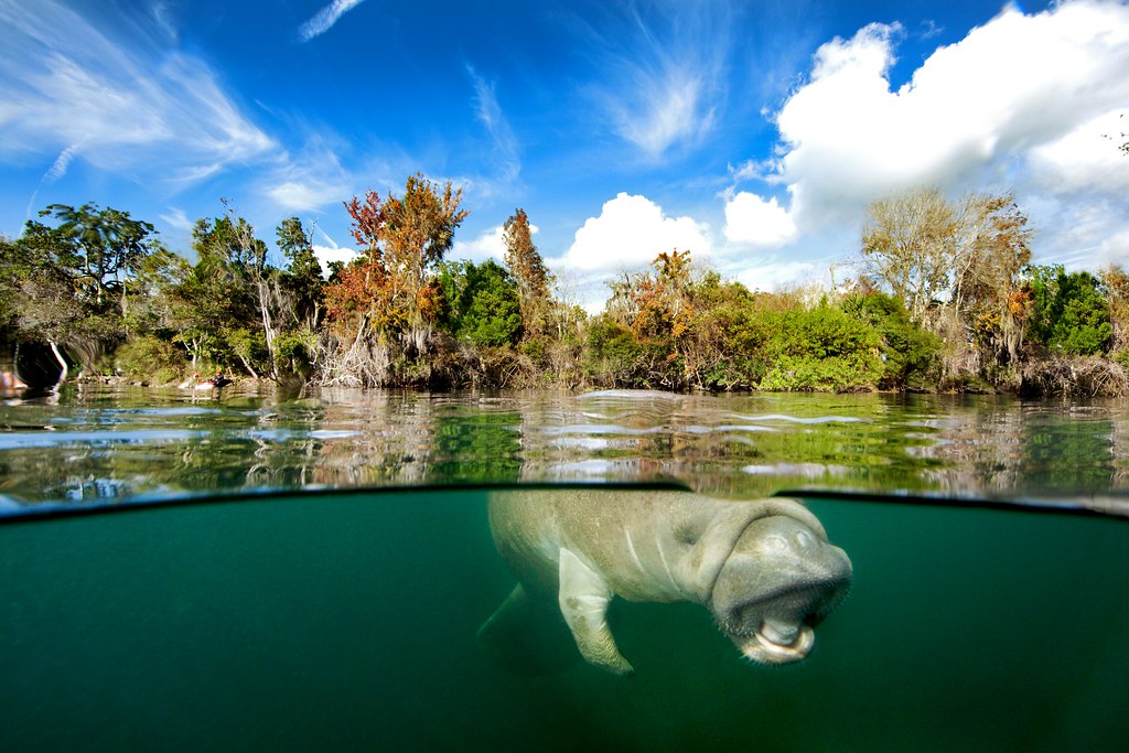 West Indian Manatee - Crystal River, Florida