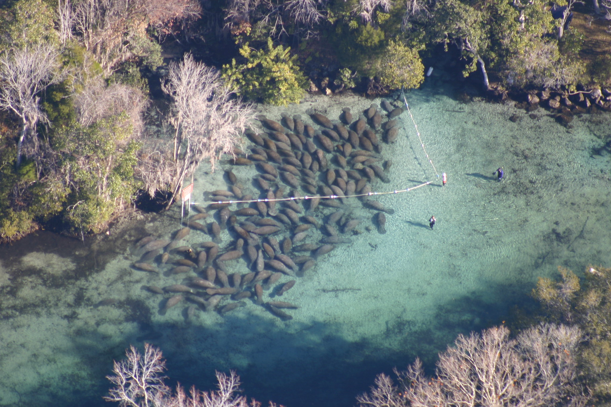 Endangered Florida manatee